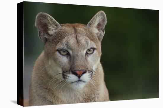 Mountain Lion-DLILLC-Premier Image Canvas