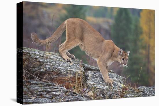 Mountain Lion-DLILLC-Premier Image Canvas