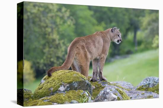 Mountain Lion-Lantern Press-Stretched Canvas