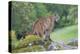 Mountain Lion-Lantern Press-Stretched Canvas