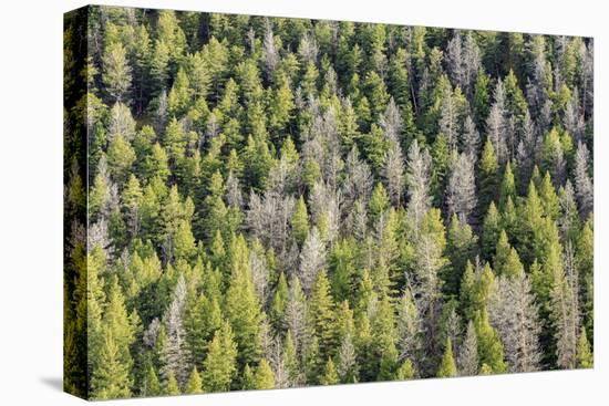 Mountain Pine Beetle Damage, Lodgepole Pines, Pinus Contorta, Colorado Rockies-Maresa Pryor-Premier Image Canvas