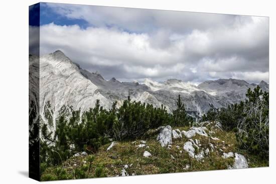 Mountain Pines and Grass in the Back of the Reps-Rolf Roeckl-Premier Image Canvas