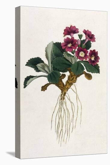 Mountain Primula-William Curtis-Stretched Canvas