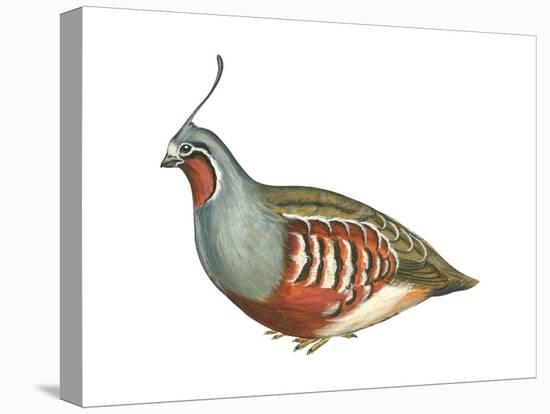 Mountain Quail (Oreortyx Pictus), Birds-Encyclopaedia Britannica-Stretched Canvas