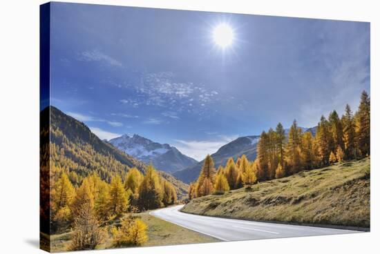 Mountain road with larch trees and sun in autumn, Livigno, Sondrio, Lombardei, Italy-Raimund Linke-Stretched Canvas