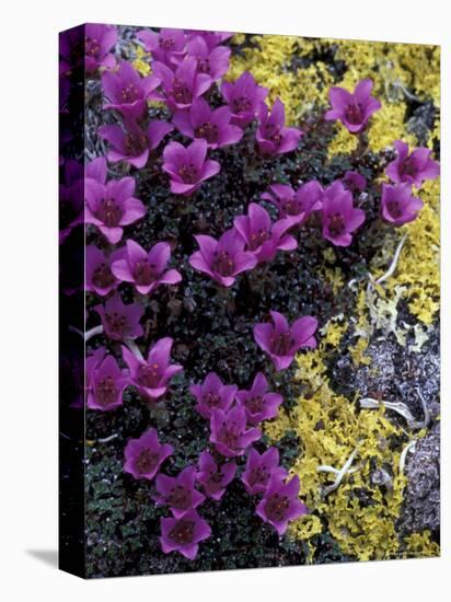 Mountain Saxifrage and Lichen, Kongakut River Valley, Arctic National Wildlife Refuge, Alaska, USA-Hugh Rose-Premier Image Canvas