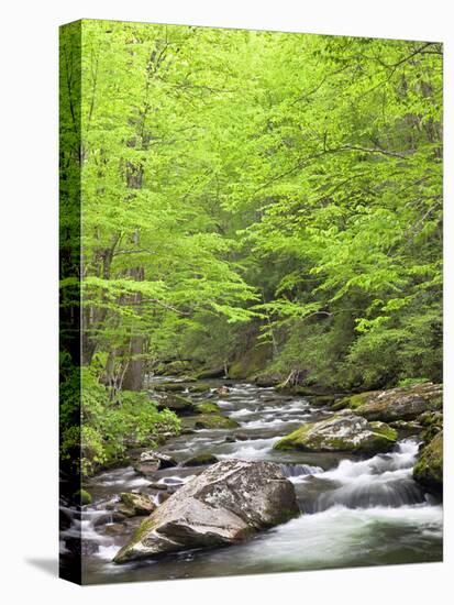 Mountain Stream, Great Smoky Mountains National Park, North Carolina, Usa-Adam Jones-Premier Image Canvas