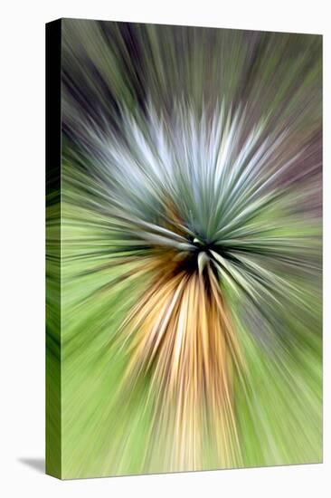 Mountain Yucca-Douglas Taylor-Premier Image Canvas