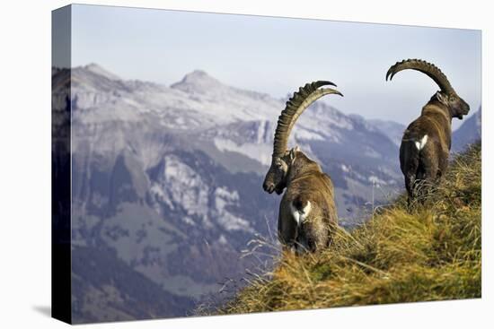 Mountains, Alpine Ibexes, Capra Ibex Ibex, View from Behind, Series-Ronald Wittek-Premier Image Canvas