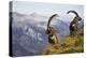 Mountains, Alpine Ibexes, Capra Ibex Ibex, View from Behind, Series-Ronald Wittek-Premier Image Canvas