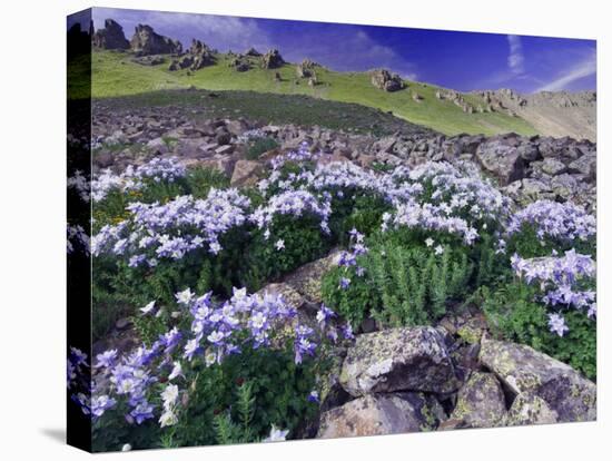 Mountains and Wildflowers, Ouray, San Juan Mountains, Rocky Mountains, Colorado, USA-Rolf Nussbaumer-Premier Image Canvas