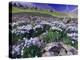 Mountains and Wildflowers, Ouray, San Juan Mountains, Rocky Mountains, Colorado, USA-Rolf Nussbaumer-Premier Image Canvas