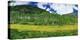 Mountains behind field of wildflowers and aspen trees, Aspen, Colorado, USA-Panoramic Images-Premier Image Canvas