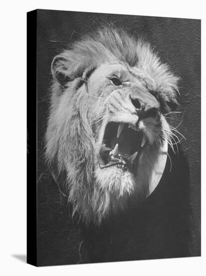 Mounted Head of the MGM Movie Studio Trademark-Walter Sanders-Premier Image Canvas