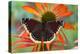 Mourning Cloak Butterfly-Darrell Gulin-Premier Image Canvas