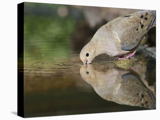 Mourning Dove drinking, Hill Country, Texas, USA-Rolf Nussbaumer-Premier Image Canvas