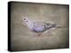 Mourning Dove Portrait-Jai Johnson-Premier Image Canvas