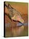 Mourning Dove, Texas, USA-Larry Ditto-Premier Image Canvas
