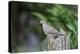 Mourning Dove-Gary Carter-Premier Image Canvas