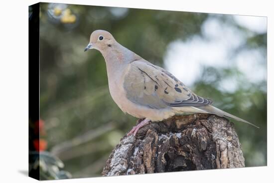 Mourning Dove-Gary Carter-Premier Image Canvas