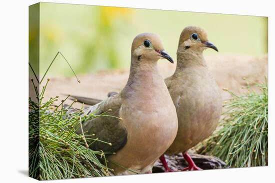 Mourning Doves (Zeaida Macroura) Pair-Larry Ditto-Premier Image Canvas