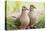 Mourning Doves (Zeaida Macroura) Pair-Larry Ditto-Premier Image Canvas