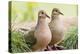 Mourning Doves (Zeaida Macroura) Pair-Larry Ditto-Premier Image Canvas