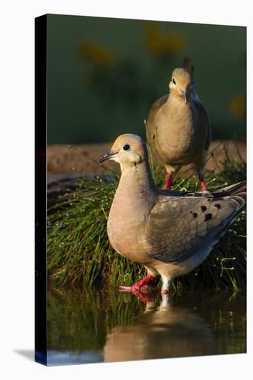 Mourning Doves (Zeaida Macroura) Pair-Larry Ditto-Premier Image Canvas