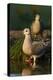 Mourning Doves (Zeaida Macroura) Pair-Larry Ditto-Premier Image Canvas