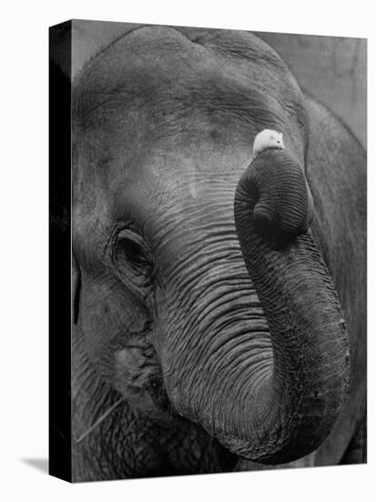 Mouse Balancing on Elephant's Trunk-Bettmann-Premier Image Canvas