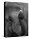 Mouse Balancing on Elephant's Trunk-Bettmann-Premier Image Canvas