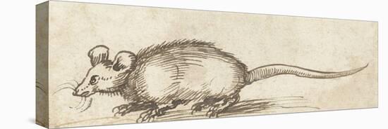 Mouse, C. 1480-1520-Albrecht Durer-Stretched Canvas