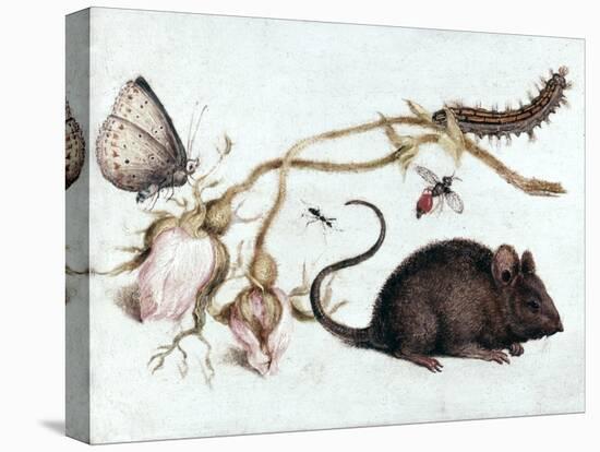 Mouse, Flower and Insect, 16th Century-Joris Hoefnagel-Premier Image Canvas