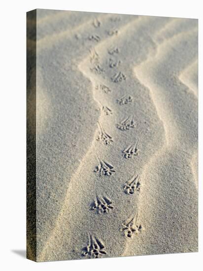 Mouse Footprints in the Sand of Dunes, Belgium-Philippe Clement-Premier Image Canvas