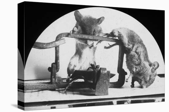 Mouse or Rat Trap?, Late 19th or Early 20th Century-null-Premier Image Canvas