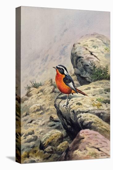 Moussier's Redstart-Carl Donner-Premier Image Canvas