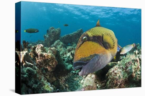 Moustache Triggerfish-Reinhard Dirscherl-Premier Image Canvas