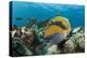 Moustache Triggerfish-Reinhard Dirscherl-Premier Image Canvas