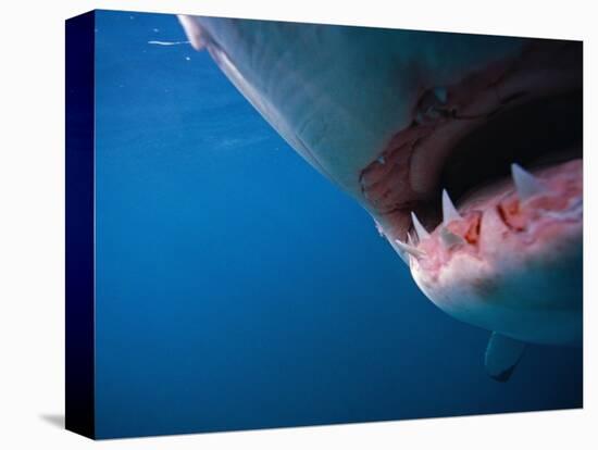 Mouth of Great White Shark-Stuart Westmorland-Premier Image Canvas