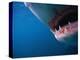 Mouth of Great White Shark-Stuart Westmorland-Premier Image Canvas