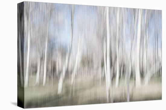 Moving Birch Trees-Imaginative-Premier Image Canvas