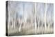 Moving Birch Trees-Imaginative-Premier Image Canvas