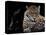 Mr and Mrs Jaguar - Panthera Onca-Mathilde Guillemot-Premier Image Canvas