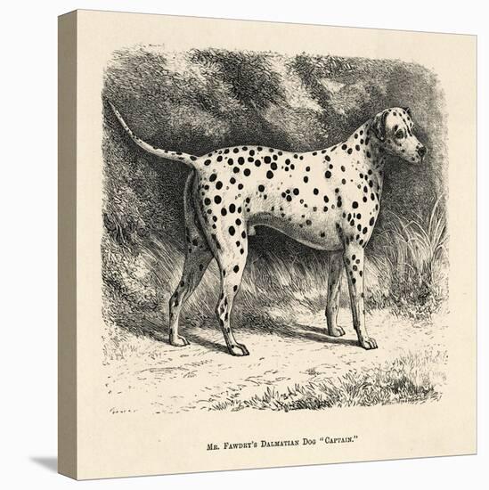 Mr. Fawdrys Dalmation Dog Captain-null-Stretched Canvas