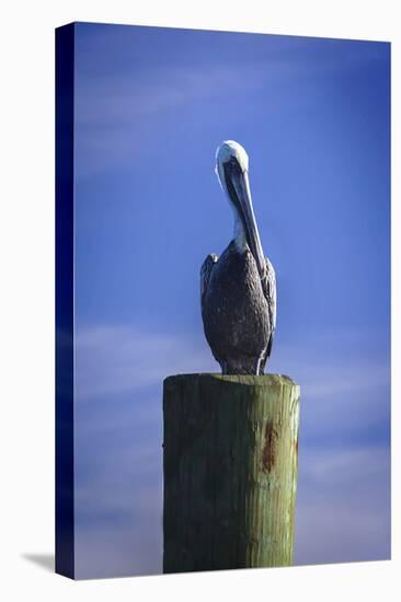 Mr. Pelican I-Alan Hausenflock-Premier Image Canvas