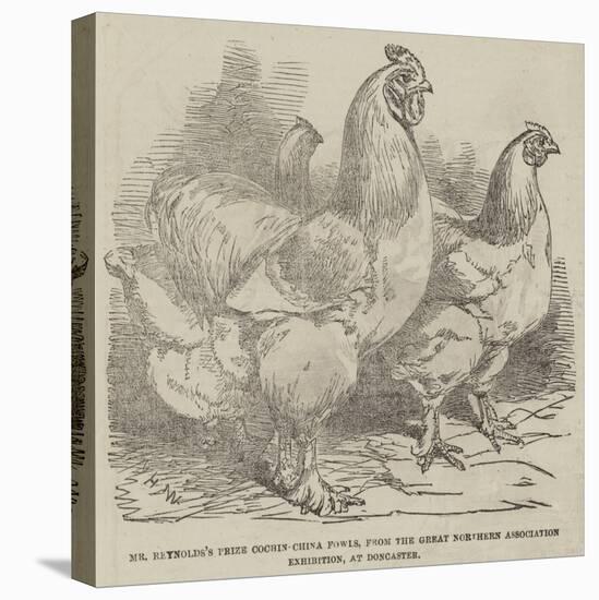 Mr Reynolds's Prize Cochin-China Fowls-Harrison William Weir-Premier Image Canvas