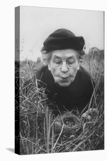 Mrs. Margaret Morse Nice Lying Flat in Grass to Study Nest of Baby Field Sparrows-Al Fenn-Premier Image Canvas