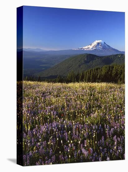 Mt. Adams in distance, Meadow, Goat Rocks Wilderness, Washington, USA-Charles Gurche-Premier Image Canvas