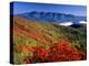 Mt. Daisetsu in Autumn-null-Premier Image Canvas