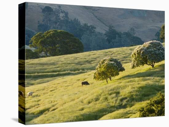 Mt. Diablo State Park, California, Usa-Paul Colangelo-Premier Image Canvas